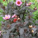 Dahlia x 'Hiss Wink'
